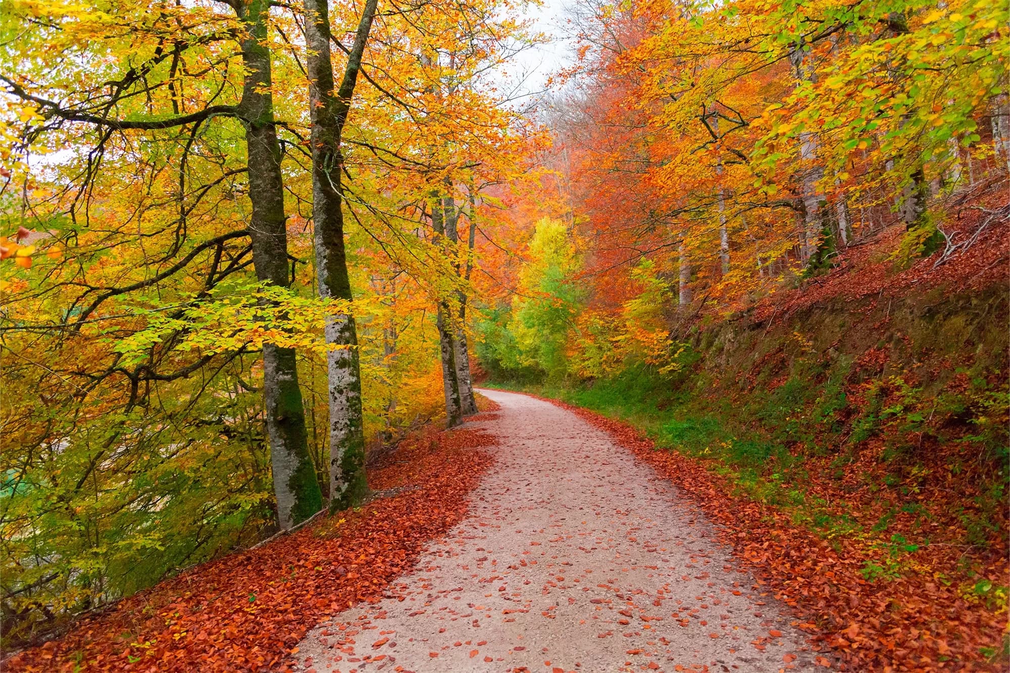 Esculpiendo tu bienestar desde la raíz